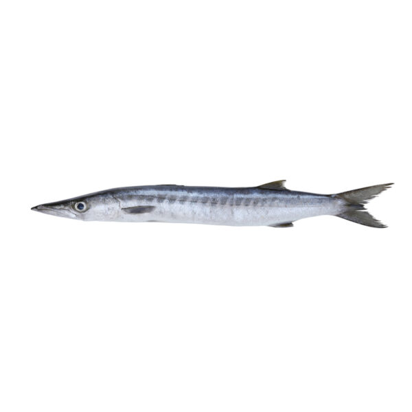 White Barracuda (Safaid Kund)